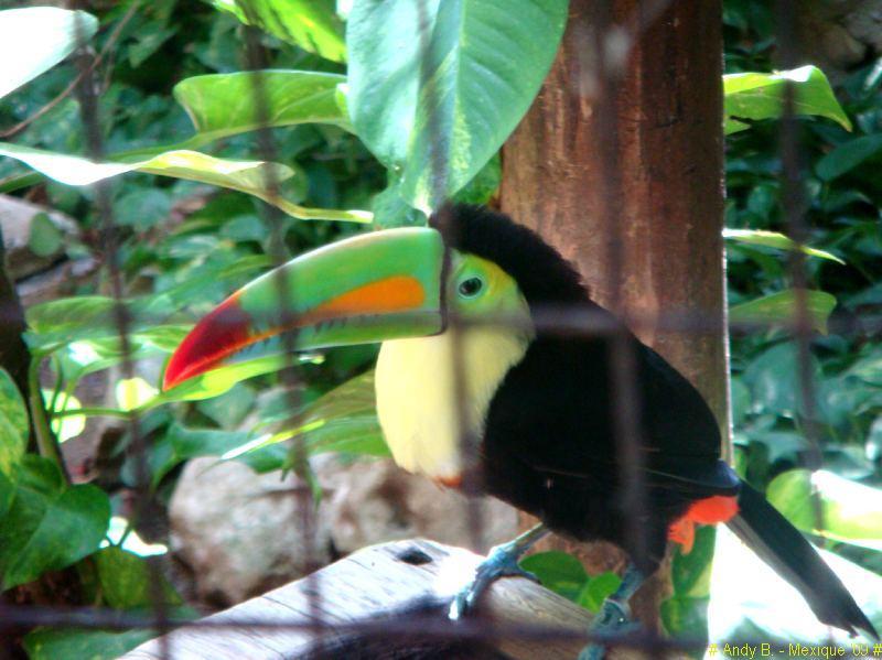 Iberostar Tucan et Quetzal (248).JPG